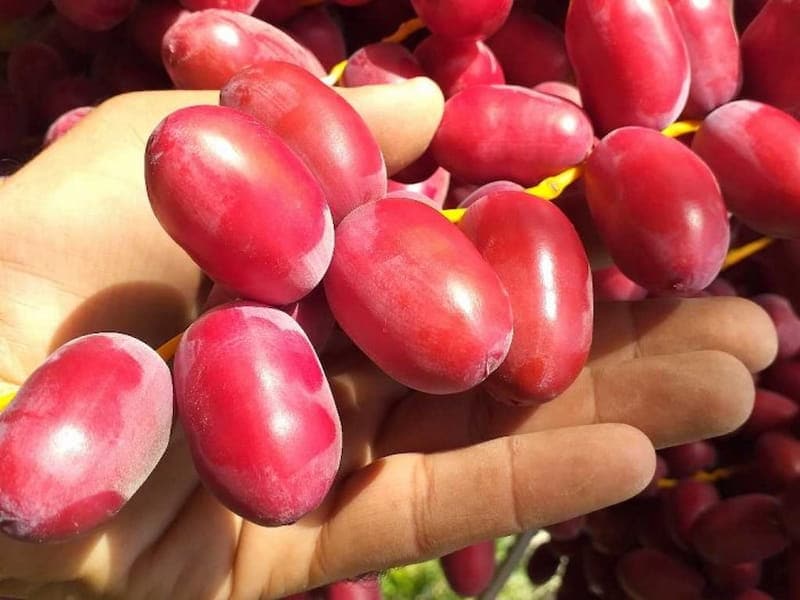 تصویر 1 از قیمت خرید خرما زاهدی خارک با فروش عمده
